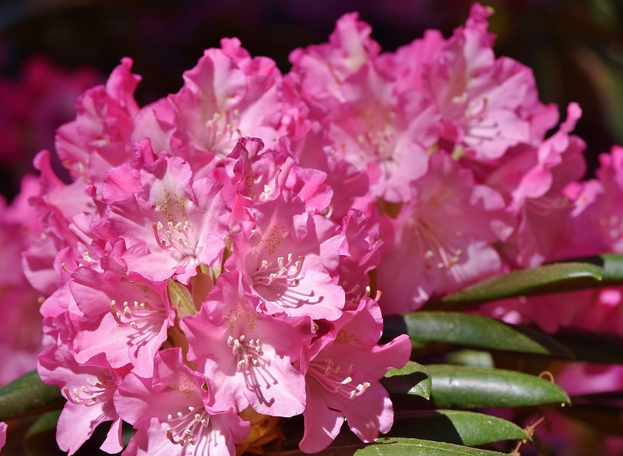 5月8日誕生花 シャクナゲ アクセサリーで季節を楽しむ