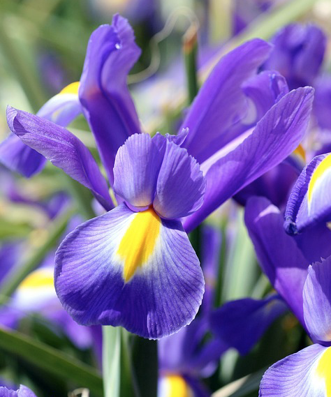 4月１１日誕生花 ダッチアイリス の花言葉 アクセサリーで季節を楽しむ