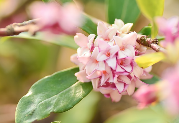 ３月１５日誕生花 ジンチョウゲ の花言葉 暮らしを楽しむ