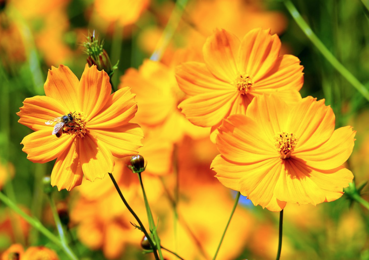 １０月２日 誕生花 キバナコスモス の花言葉 アクセサリーで季節を楽しむ