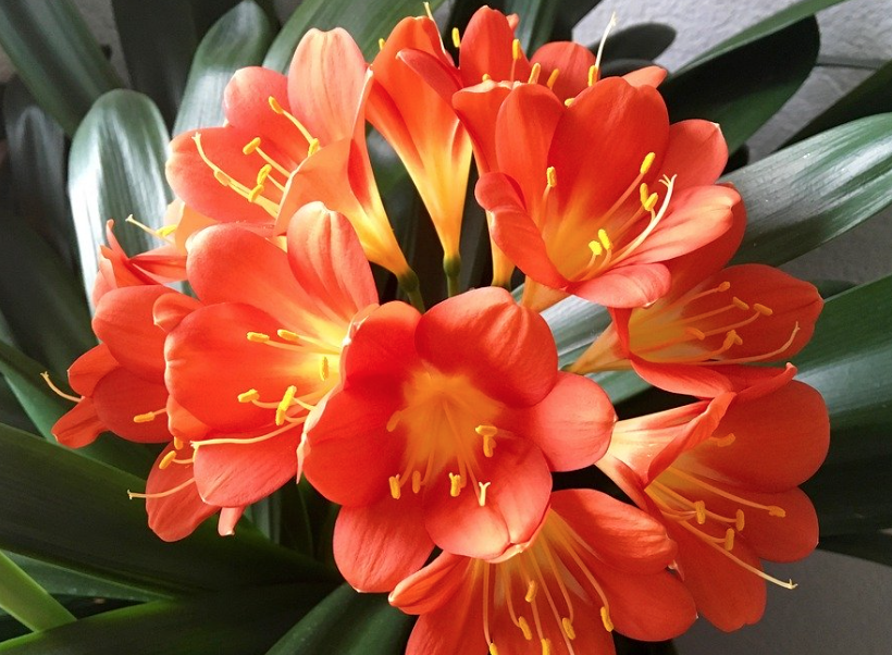 ３月１１日誕生花 クンシラン の花言葉 暮らしを楽しむ
