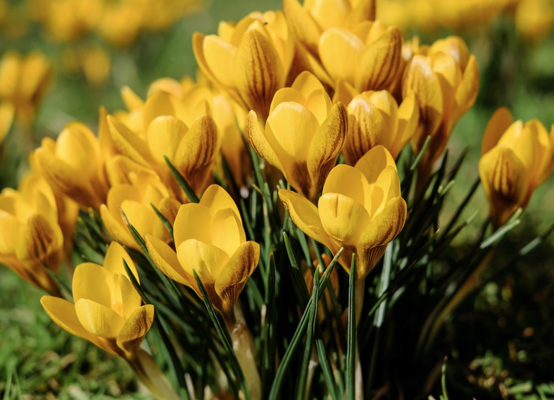 ３月９日誕生花 クロッカス の花言葉 アクセサリーで季節を楽しむ