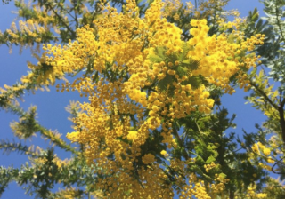 ３月２５日誕生花 ミモザアカシア の花言葉 アクセサリーで季節を楽しむ