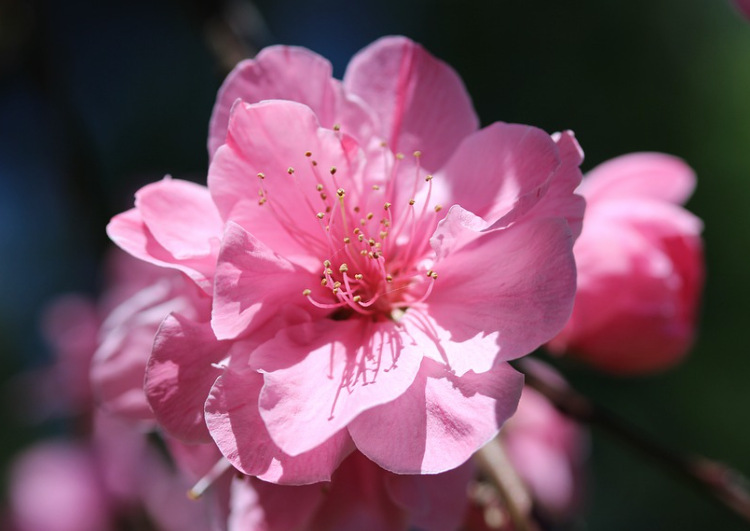 ３月３日誕生花 モモ の花言葉 アクセサリーで季節を楽しむ