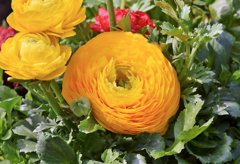 ３月２０日誕生花 ラナンキュラス の花言葉 アクセサリーで季節を楽しむ
