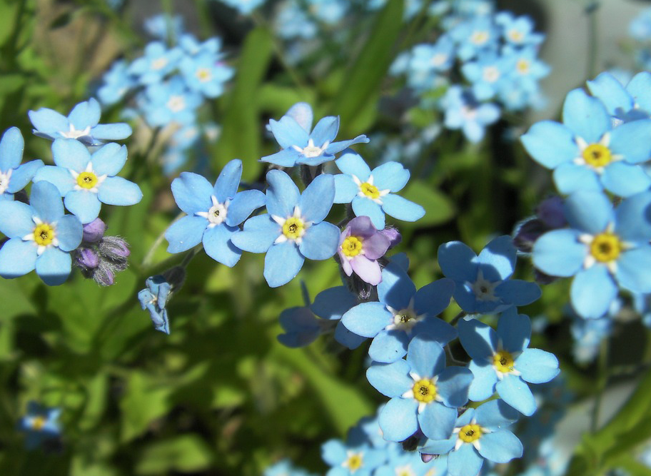 4月１７日誕生花 ワスレナグサ の花言葉 アクセサリーで季節を楽しむ