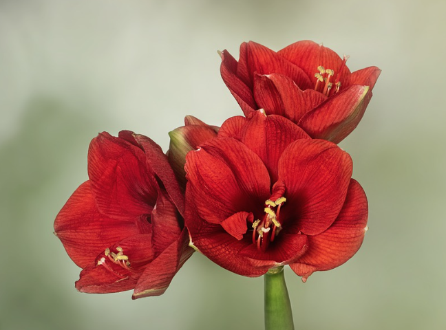 ５月３０日誕生花 アマリリス の花言葉 暮らしを楽しむ