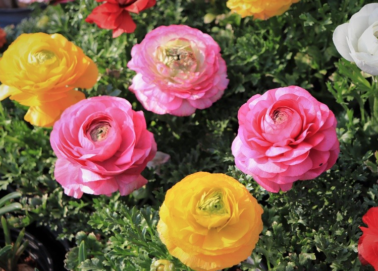 ３月２０日誕生花 ラナンキュラス の花言葉 アクセサリーで季節を楽しむ