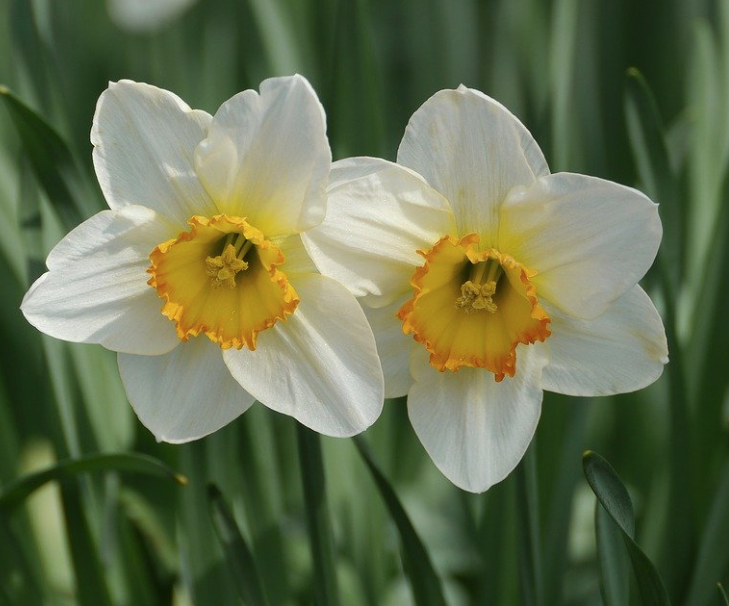 ２月８日誕生花 ラッパスイセン の花言葉 アクセサリーで季節を楽しむ