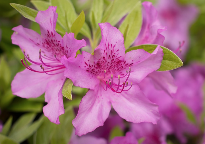 ５月１９日誕生花 サツキ の花言葉 アクセサリーで季節を楽しむ