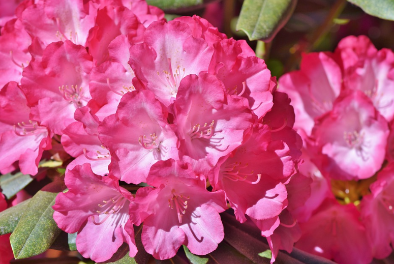 ５月８日誕生花 シャクナゲ の花言葉 アクセサリーで季節を楽しむ