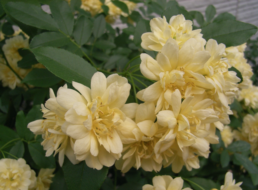 ５月１６日誕生花 モッコウバラ の花言葉 アクセサリーで季節を楽しむ