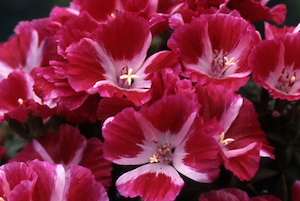 ６月４日誕生花 デゴチア の花言葉 暮らしを楽しむ